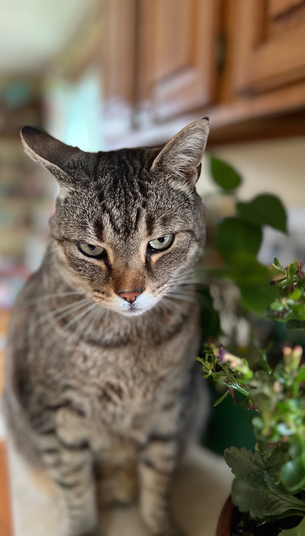 Safeguarding Your Feline Friends: A Comprehensive Guide to Dangerous Foods and Plants for&nbsp;Cats
